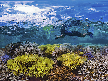 Unterwasserbild mit Taucher und Korallen