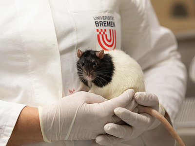 A rat is held in the hand of an employee.